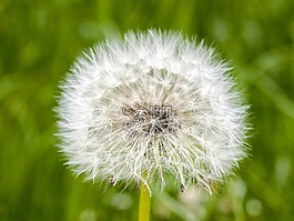 蒲公英,花,廠