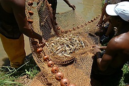 蝦,小龍蝦,釣魚