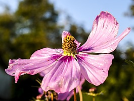錦葵,花,廠