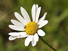 瑪格麗特,花,廠