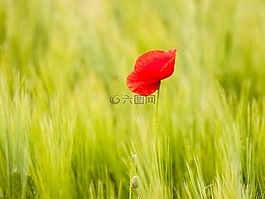 罌粟,花,廠