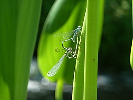 蜻蜓,沼澤,性質(zhì)