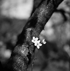 梅花,黑色和白色,模糊的背景