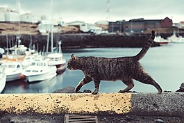 貓,寵物,動物