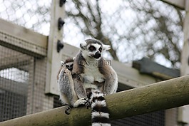 狐猴,野生動物園,寶貝狐猴