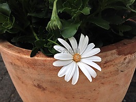 花,性質(zhì)