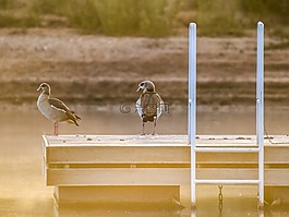 nilgans,鹅,鸟
