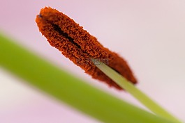 花藥,特寫,詳細(xì)