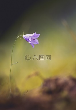 花,性質(zhì),桔梗