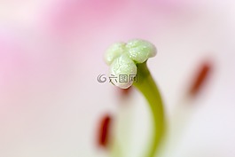 花藥,盛開,開花
