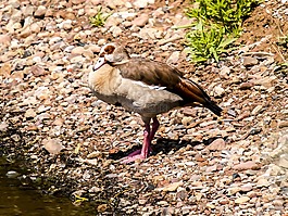 nilgans,鹅,鸟