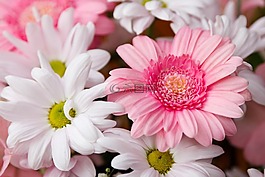 背景,盛開(kāi),開(kāi)花