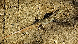 acanthodactylus schreiberi,蜥蜴,爬行动物