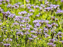 季节,phazelia,花