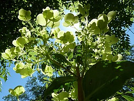 繡球花,花園,植物