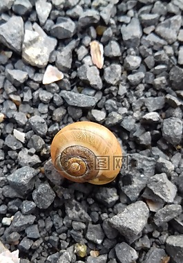 蝸牛,秋,貝殼