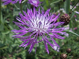 花,棕色矢车菊,野生花卉