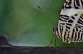 蝴蝶,動物,昆蟲