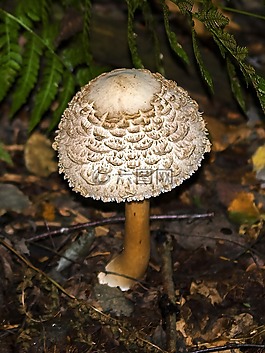 蘑菇,森林,秋季