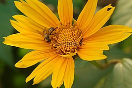 蜜蜂,花蜜,向日葵