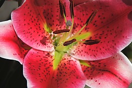 開花,關(guān)閉,雌蕊
