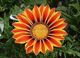 花,瑪格麗特,橙色