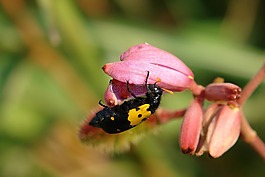 甲虫，昆虫,昆虫,花