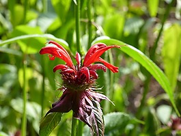 開花,紅色,關(guān)閉