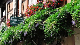 旅行,外墻,植物