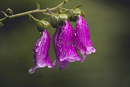 頂針,性質(zhì),花