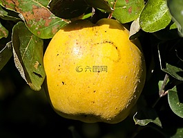 木瓜,水果,性質