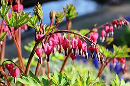 traenendes,心臟,植物