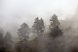 自然,山,樹