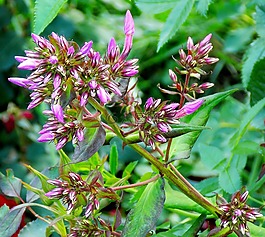 性質(zhì),花卉,植物