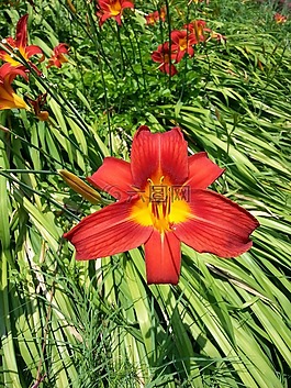 紅色,綠色,花