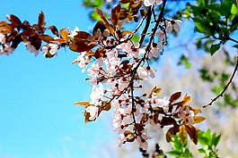 春天,花,春天的跡象