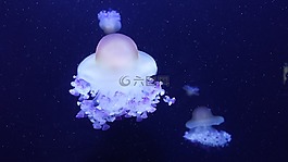 水母,海,軟體動(dòng)物