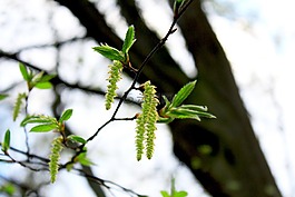 芽,廠,鮮花