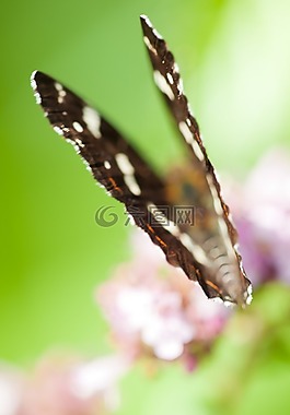蝴蝶,defocussieren,昆蟲