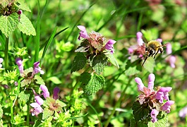 蜜蜂,昆蟲,花