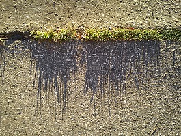 草,瀝青,影子