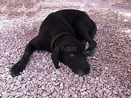 狗,睡眠,動(dòng)物
