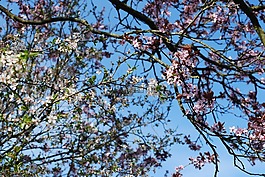 櫻桃,開花,櫻花