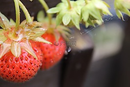 草莓,藤,自制