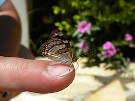 mariposa,蝴蝶,昆虫