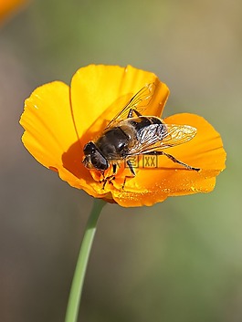 hoverfly,飛,昆蟲(chóng)