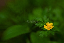 開花,性質(zhì),lensbaby