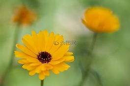 鮮花,黃色,夏季