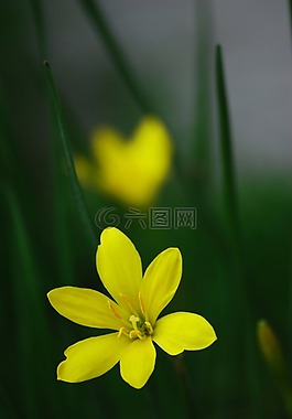 花,自然,植物區(qū)系