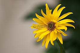 開(kāi)花,黃色,夏季